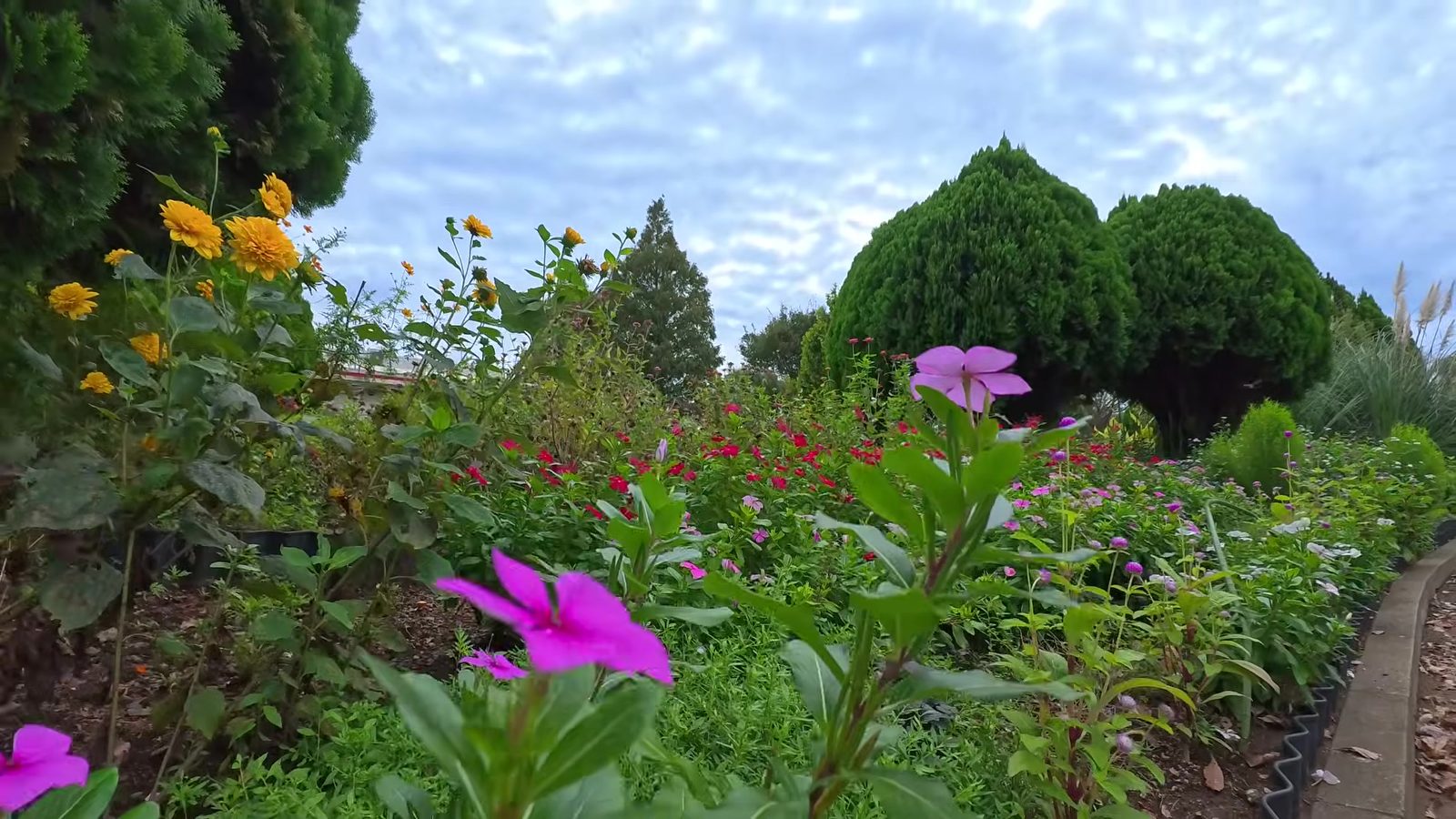 勝田台の住宅街にある花壇。手前にピンクの花、奥に丸く刈られた木